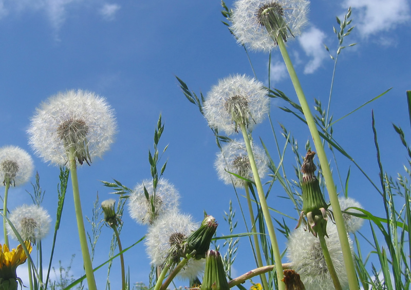 Allergy Dandelion Feature