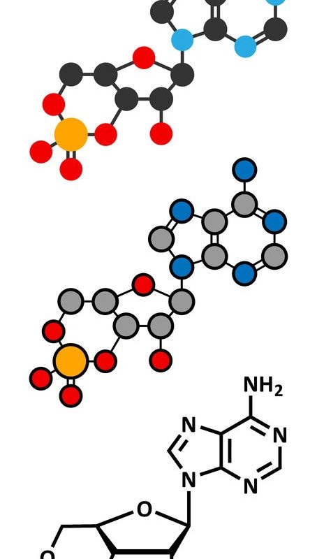 cAMP second messanger molecule 1